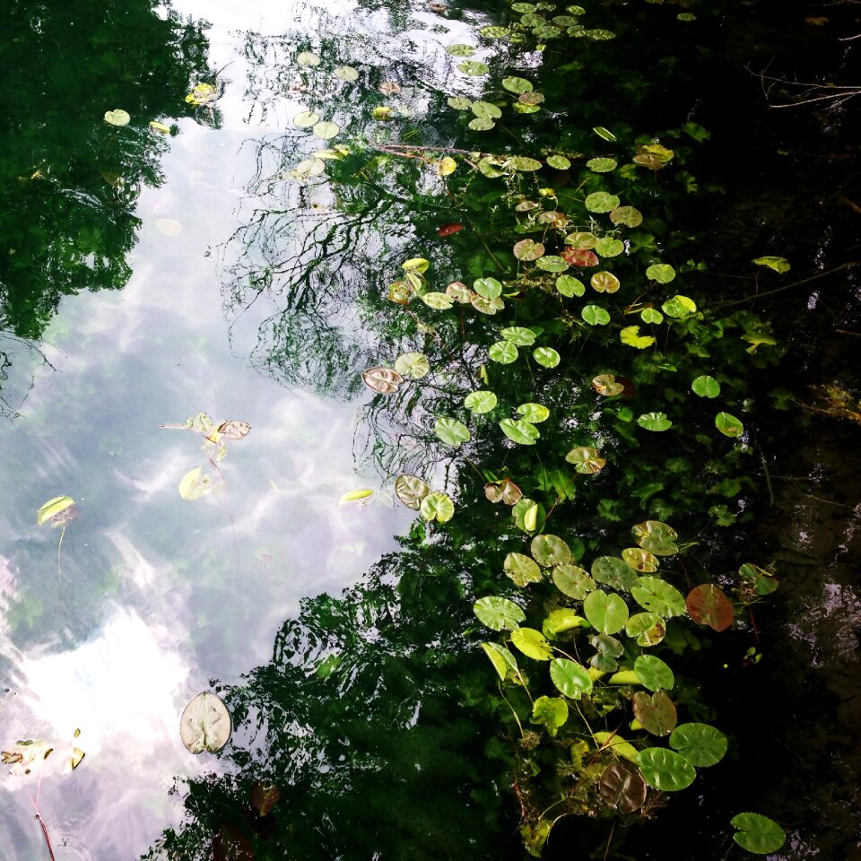 Forest lilypads