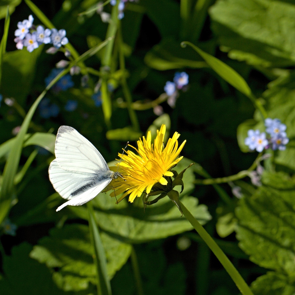 Wings bug floral