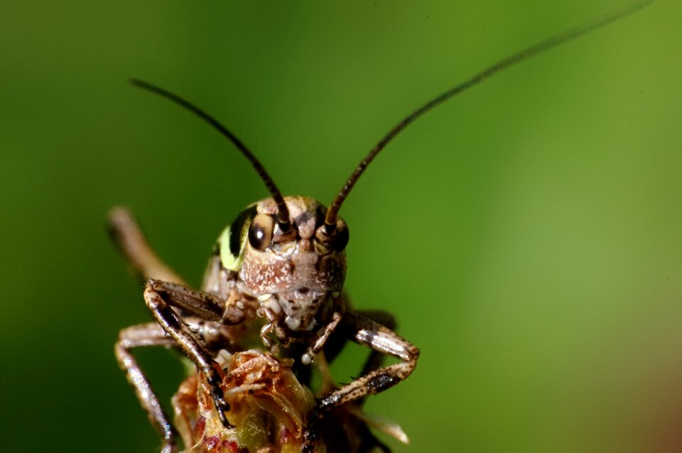 Nature macro portrait