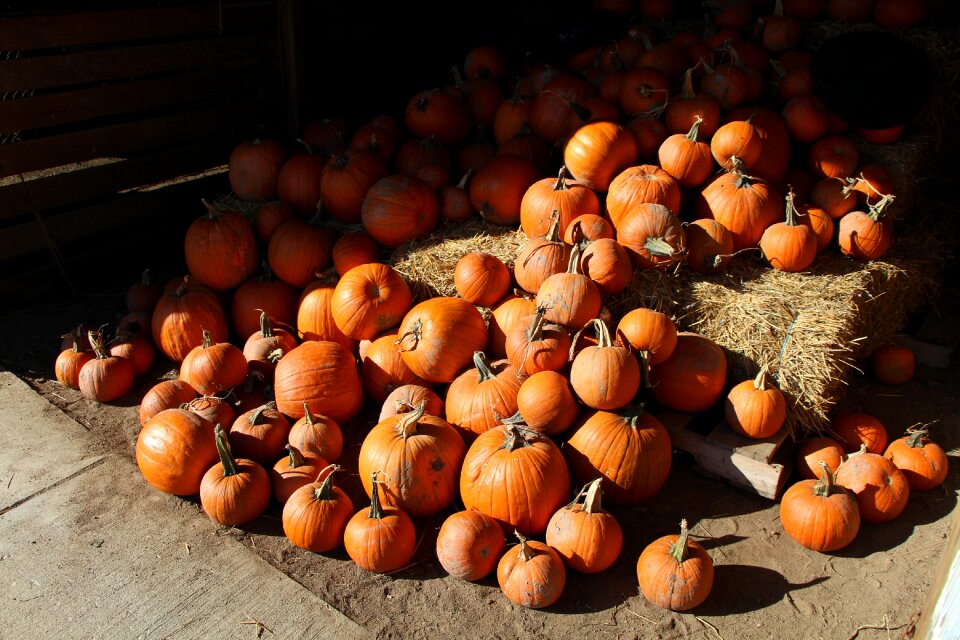 Autumn crop harvest