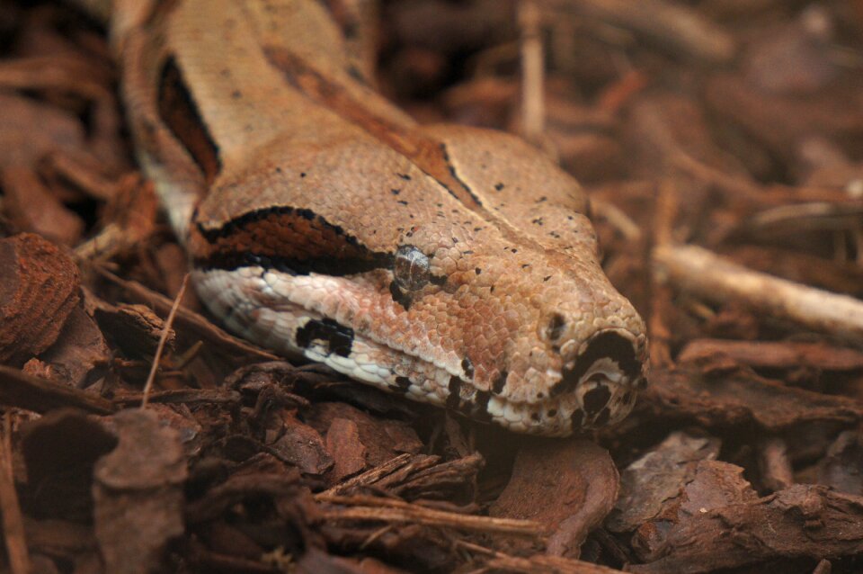 Snake zoo animal