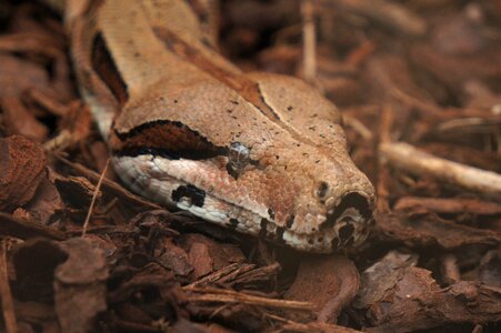 Snake zoo animal