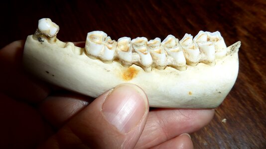 Bone skeleton animal world
