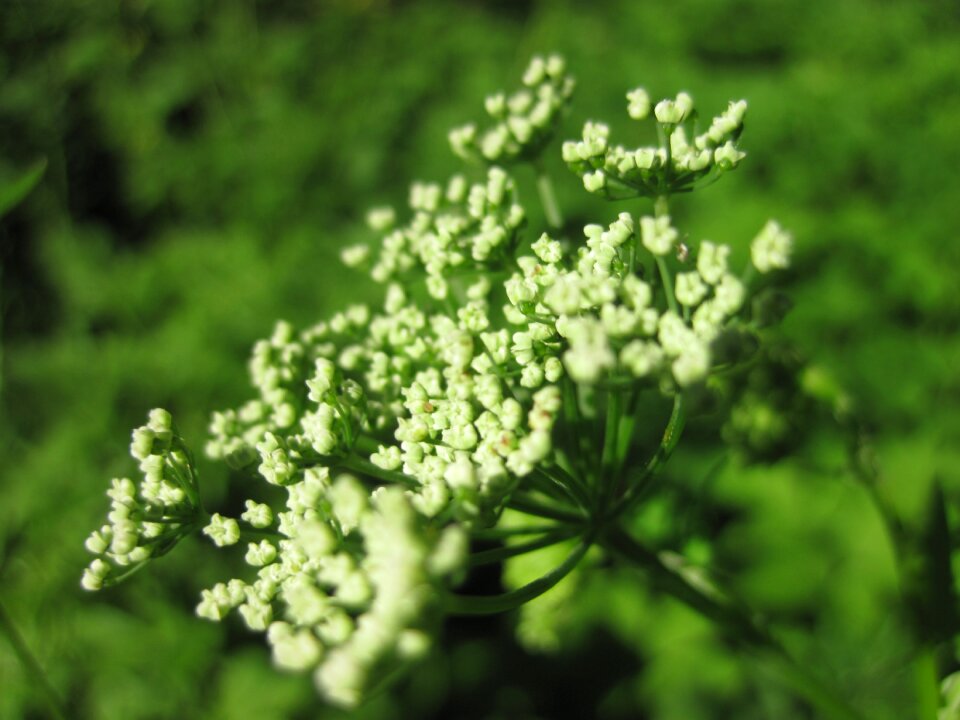 Blossom bloom grassland plants