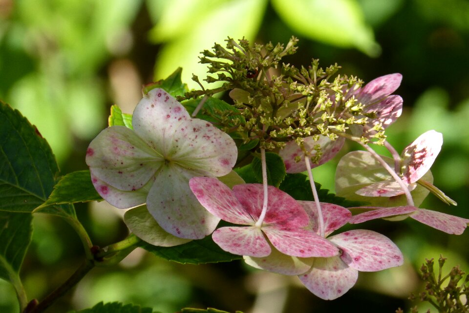 Blossom bloom flower