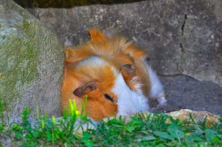 Rodent animal cute