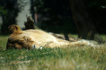 Animal sleep grass photo