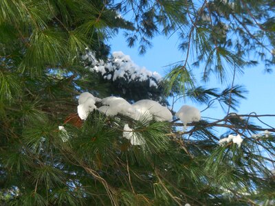 Pine tree winter snowflake photo