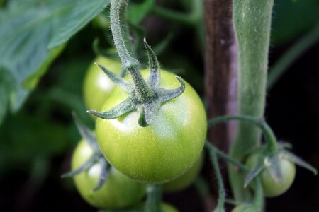 Not ripe food healthy photo