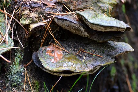 Birch fungus forest autumn
