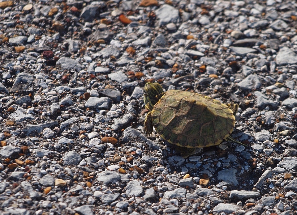 Wildlife tortoise wild