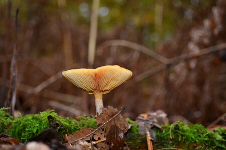 Mushrooms nature agaric photo