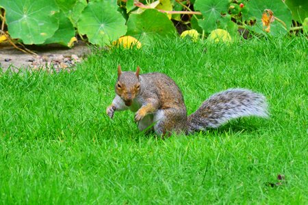 Squirrel animal mammal photo