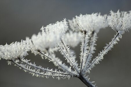 Frozen cold winter magic photo