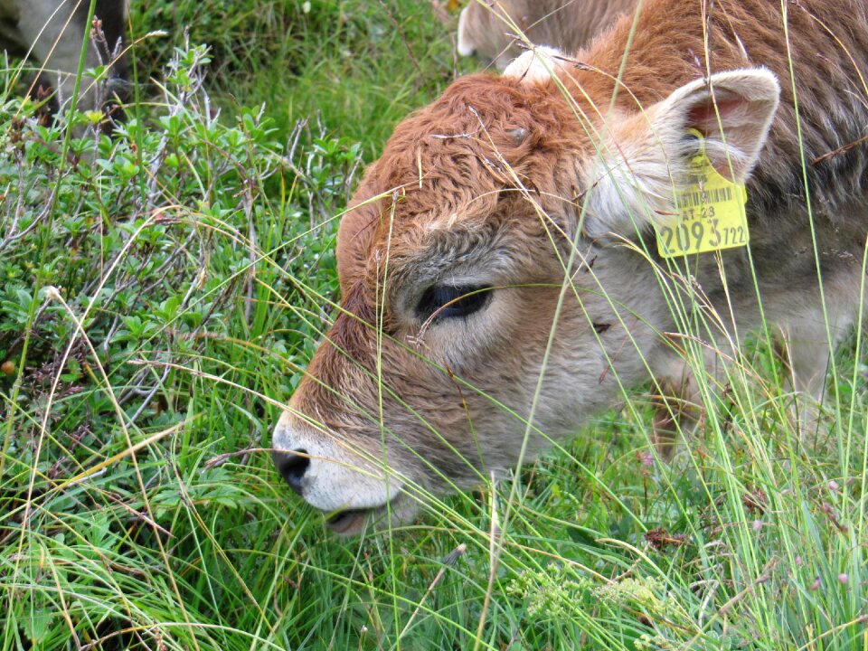 Calf little calf animal