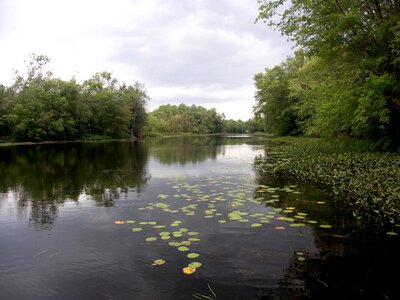 Stream nature trees