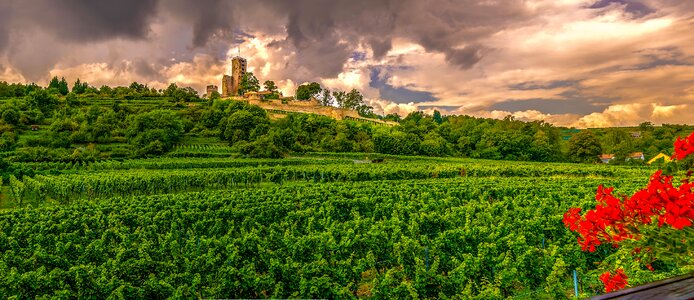 Vineyard nature sachsen photo