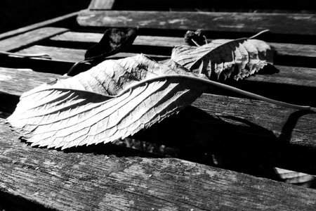 Leaves autumn mood autumn