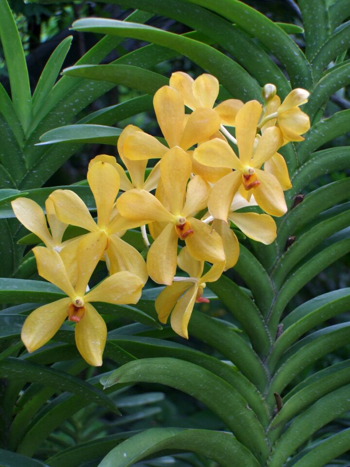 Bloom yellow plant