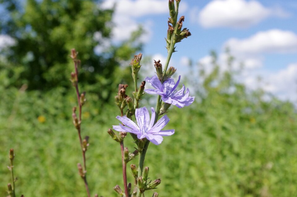 Field meadow russia