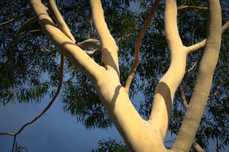 Nature trunk