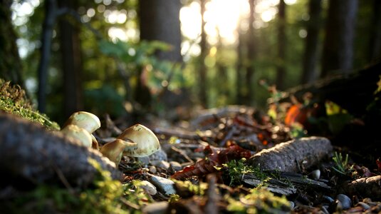 Forest mushrooms autumn colours photo