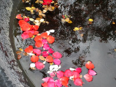 Roses gardens