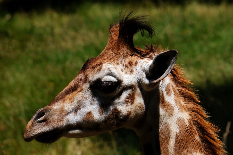 Portrait head safari