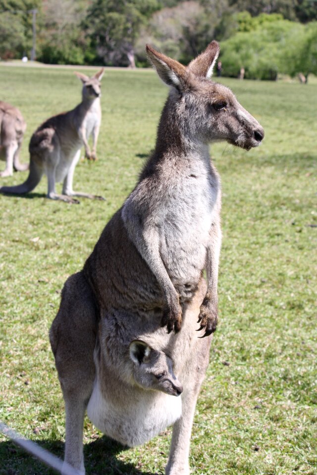 Marsupial australia wildlife