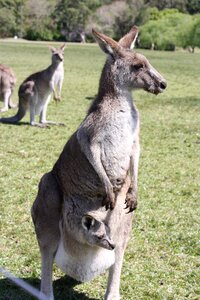 Marsupial australia wildlife
