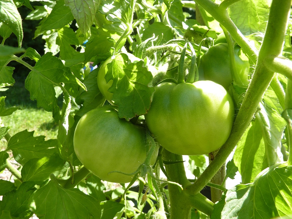 Vegetable food organic