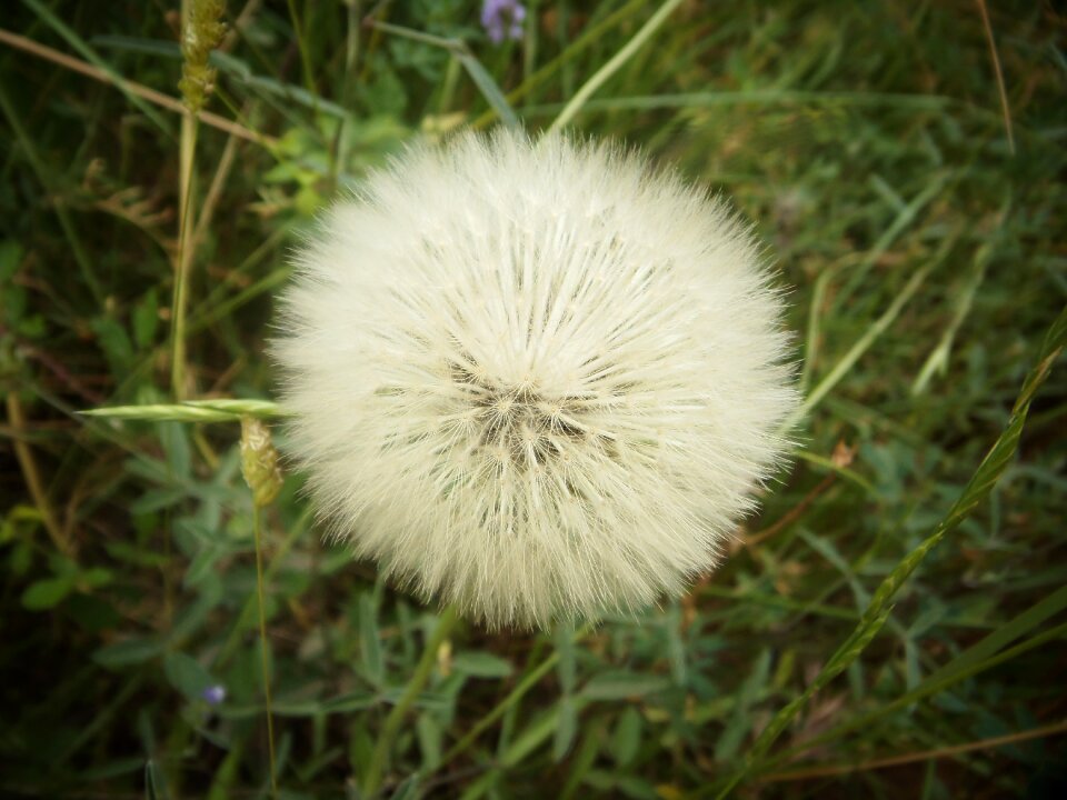 Nature spring wild flora