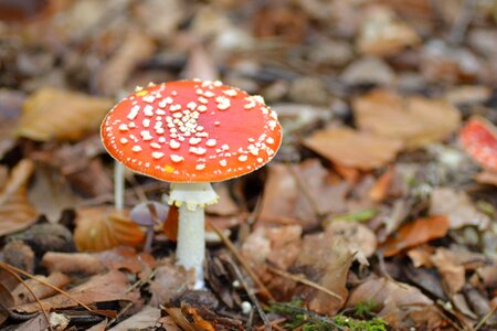 Red with white dots autumn nature photo