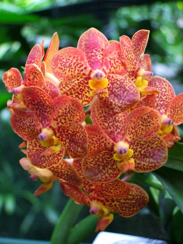 Flowers flower plant