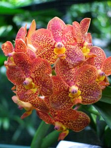 Flowers flower plant