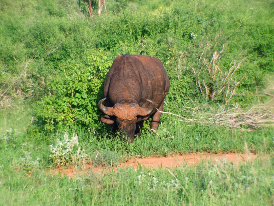 Kenya animal safri