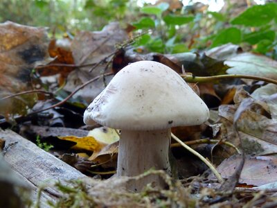Screen fungus forest mushroom forest floor photo