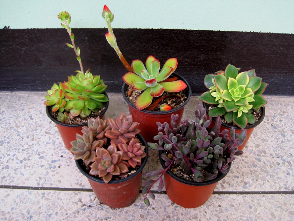 Potted plant mini potted a fleshy plant