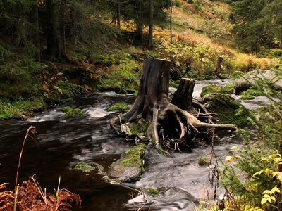 Strain water stump