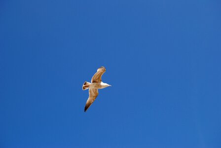 Bird sky bird flight photo