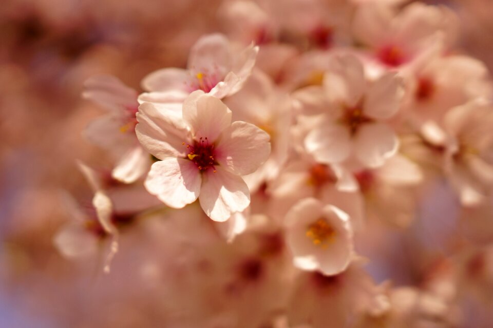 Pink flower nature sakura