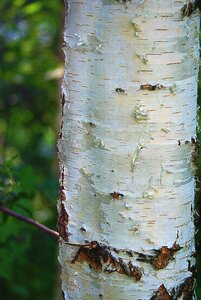 The bark white plant
