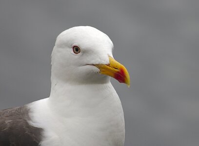 Animal white gull photo