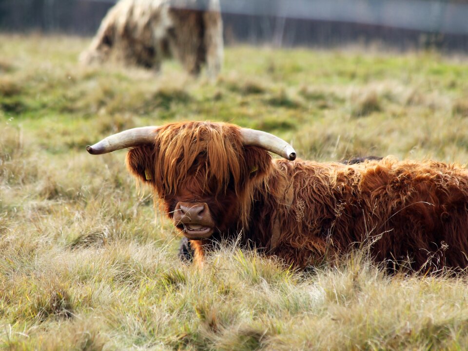 Cow mountains nature