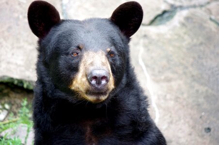 Baribal kaliningrad zoo