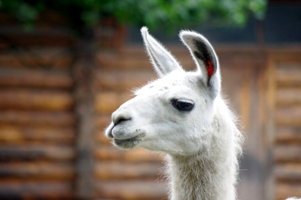 Lama zoo kaliningrad