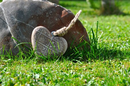 Stone grass nature