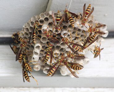 Sting striped pest