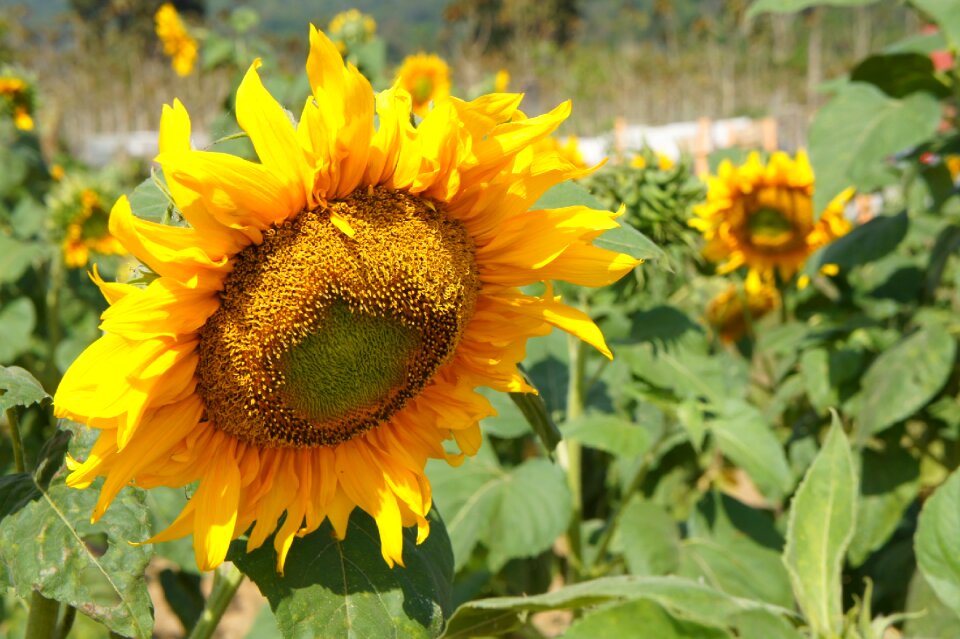 Yellow summer