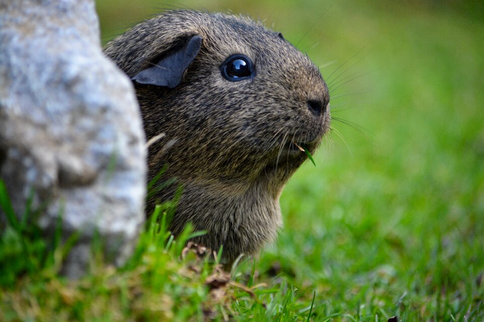 Lemonagouti nager black-cream-agouti